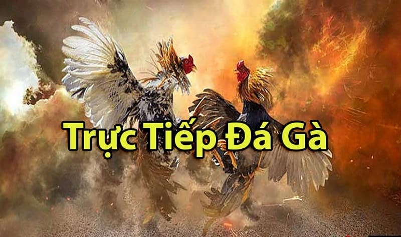 https://food.de.com/tim-hieu-ve-da-ga-thomo-campuchia/